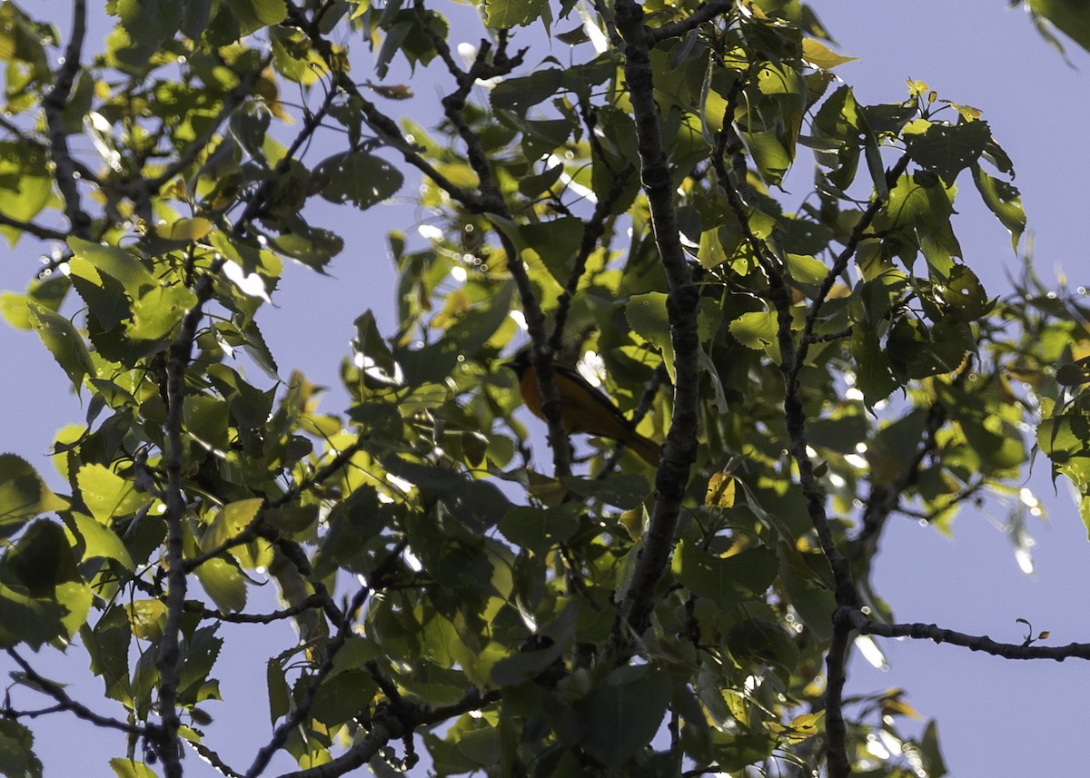 Baltimore Oriole - ML637065975