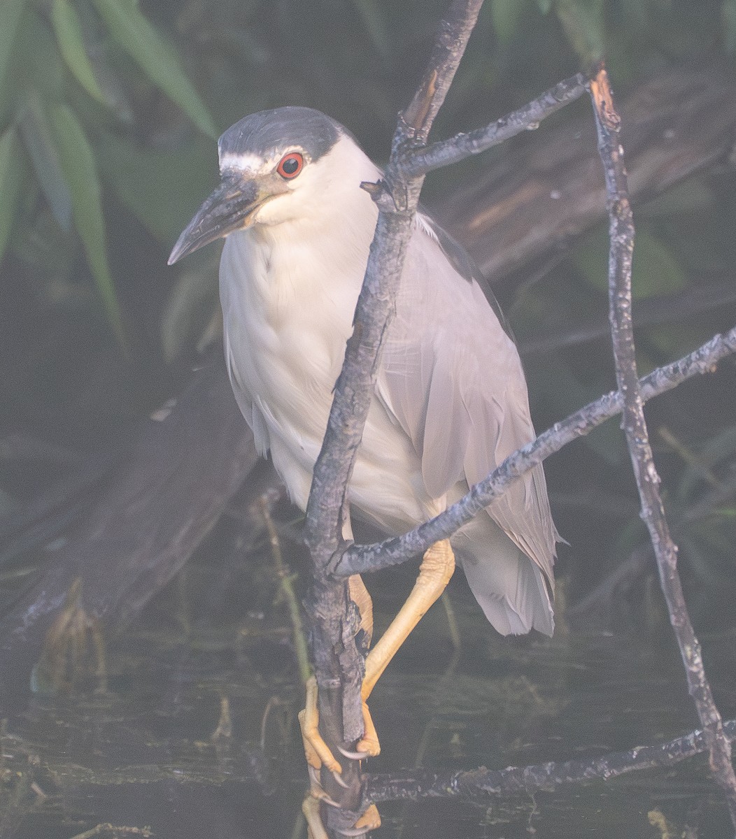 Black-crowned Night Heron - ML637065987