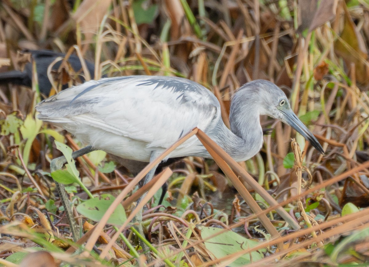 Little Blue Heron - ML637065998