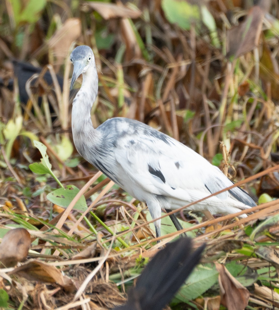 Little Blue Heron - ML637065999