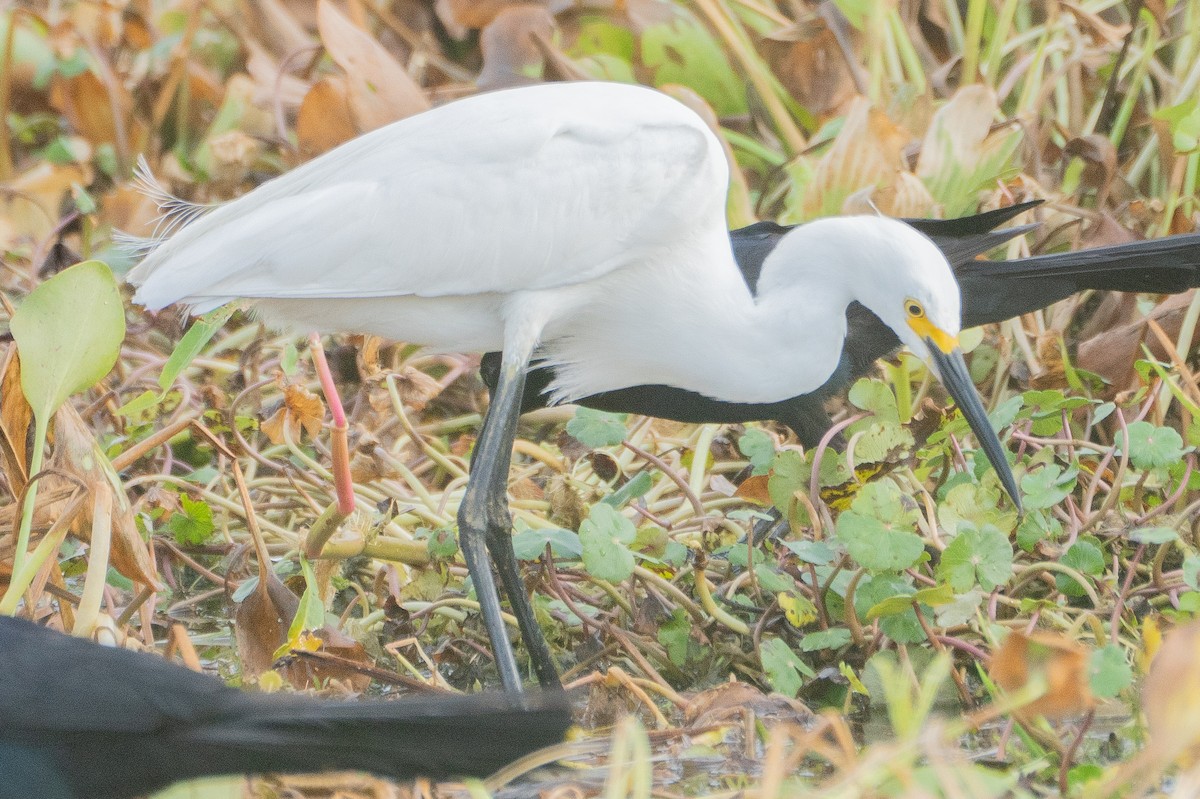Snowy Egret - ML637066067