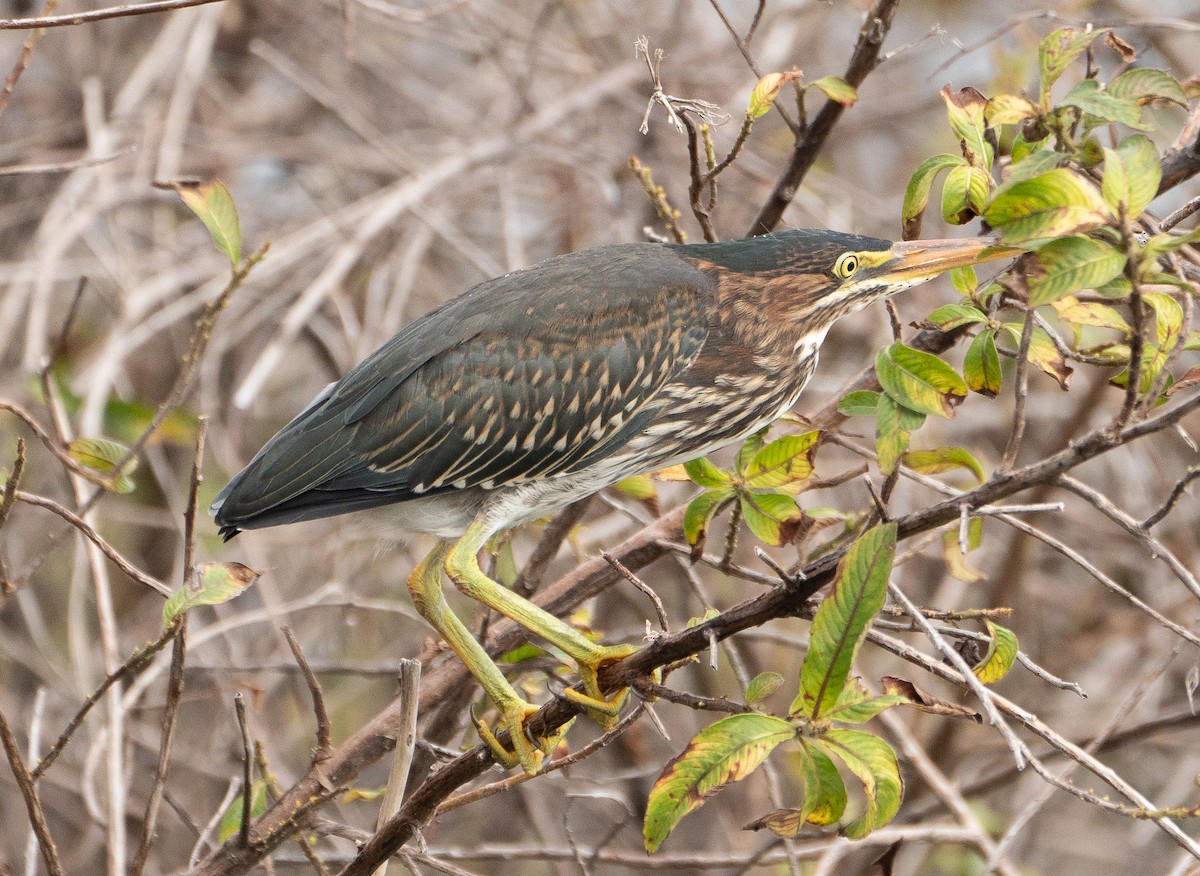 Green Heron - ML637066082
