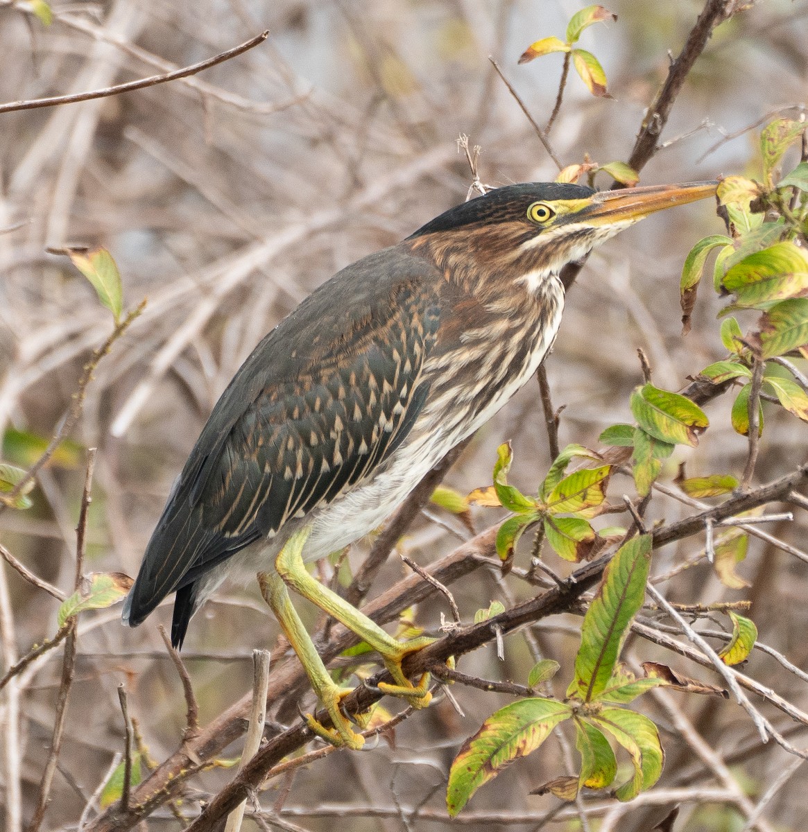 Green Heron - ML637066084
