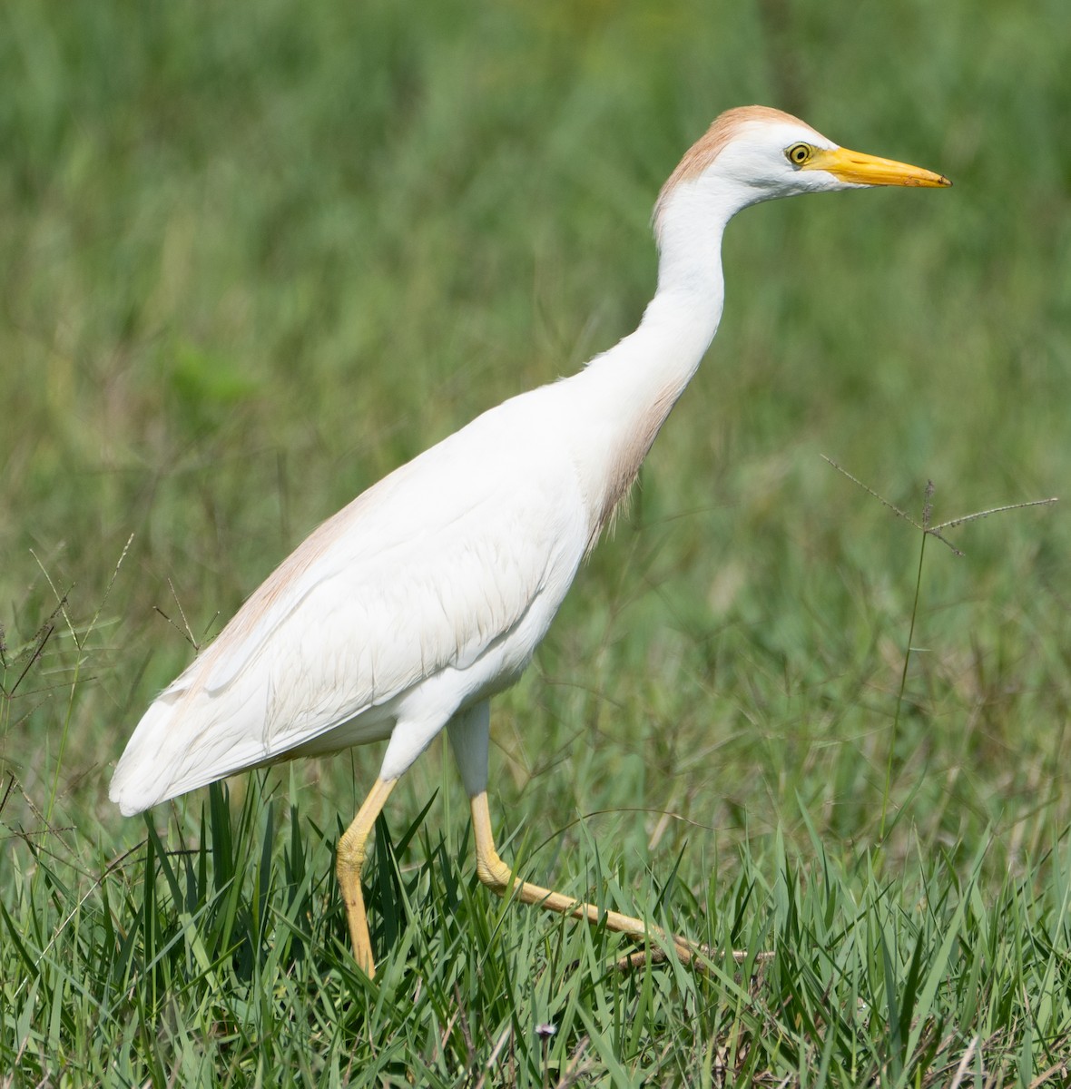 Western Cattle-Egret - ML637066096