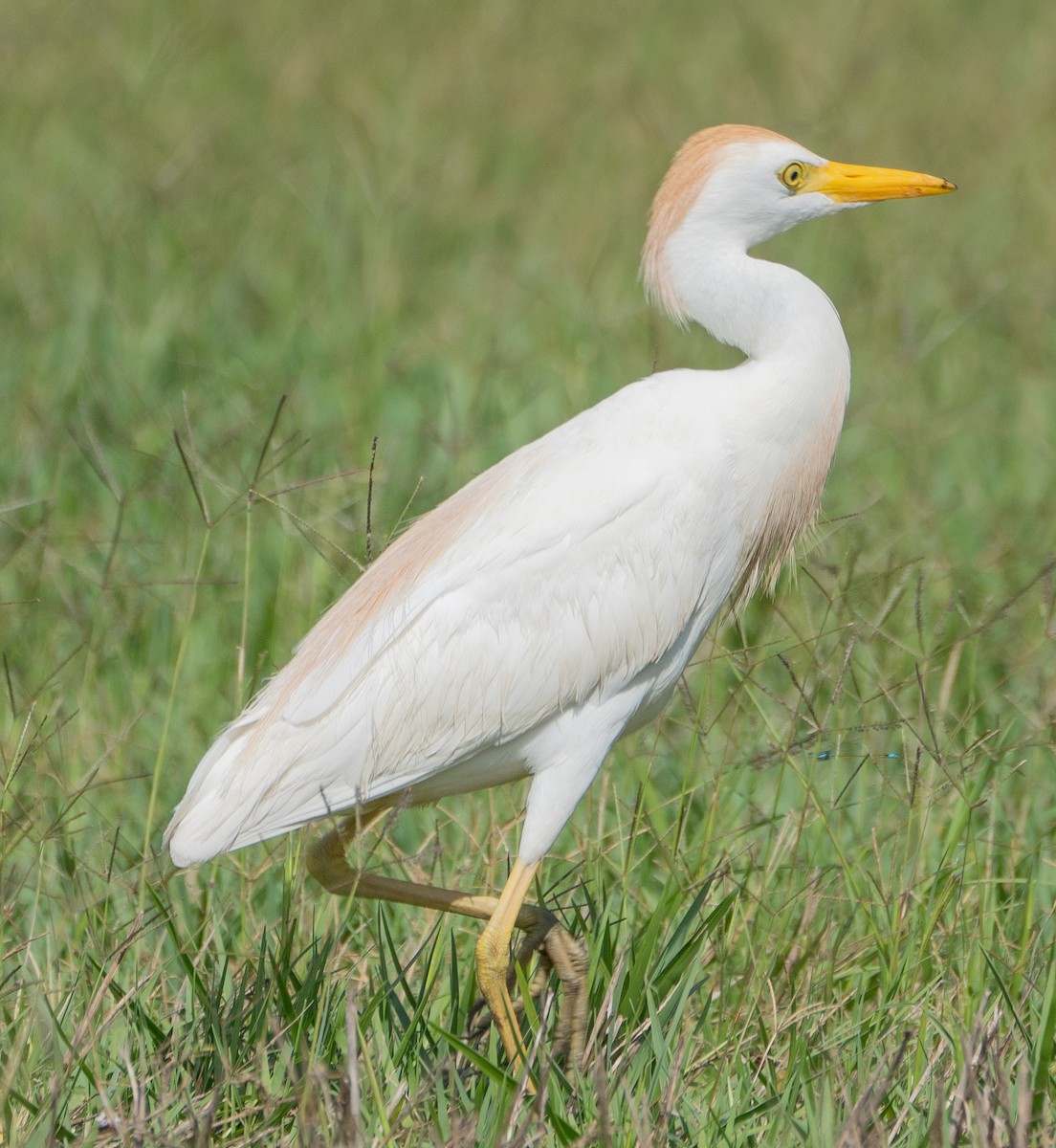 Western Cattle-Egret - ML637066097