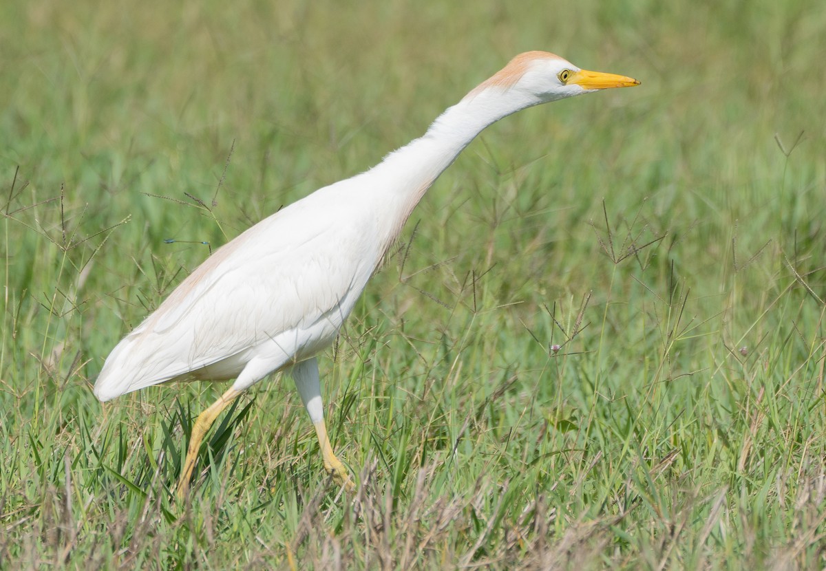 Western Cattle-Egret - ML637066098