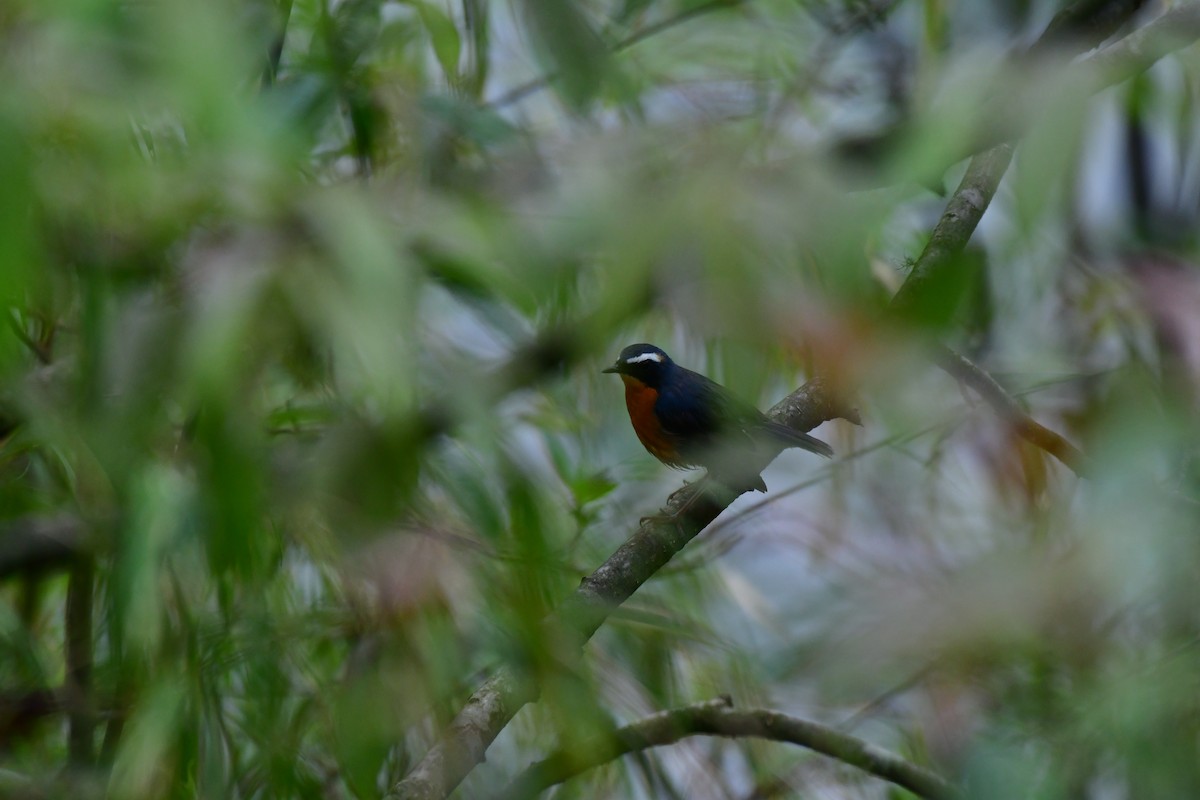 Indian Blue Robin - ML637066099