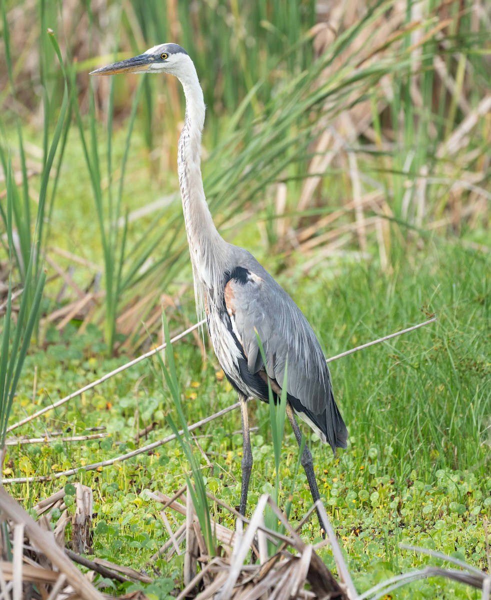 Great Blue Heron - ML637066152