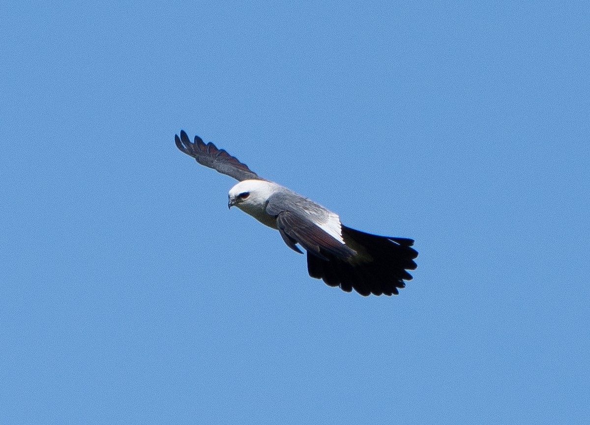 Mississippi Kite - ML637066171