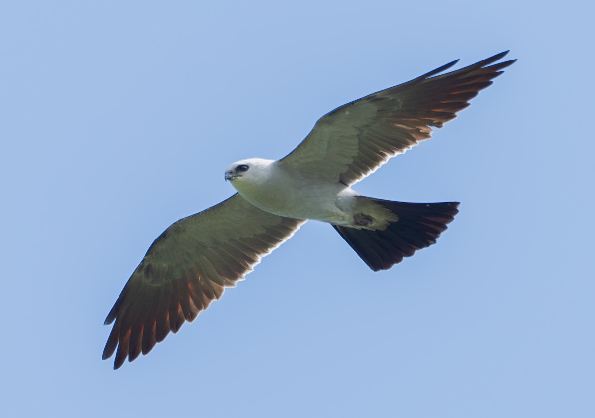 Mississippi Kite - ML637066172