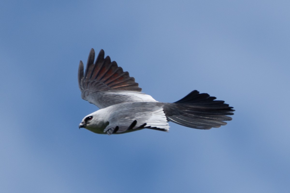 Mississippi Kite - ML637066173