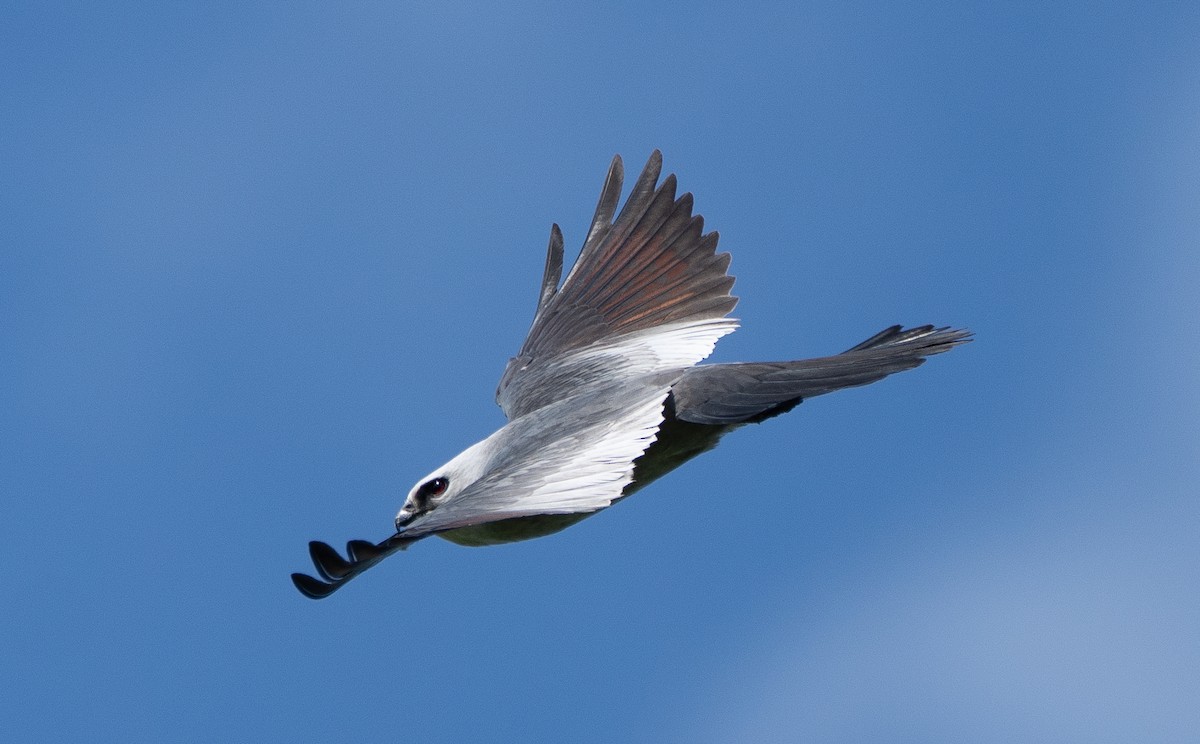 Mississippi Kite - ML637066174
