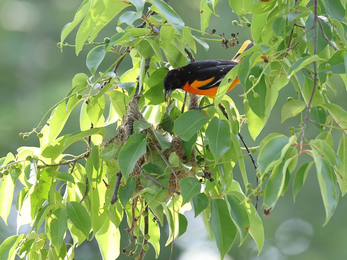 Baltimore Oriole - ML637066204