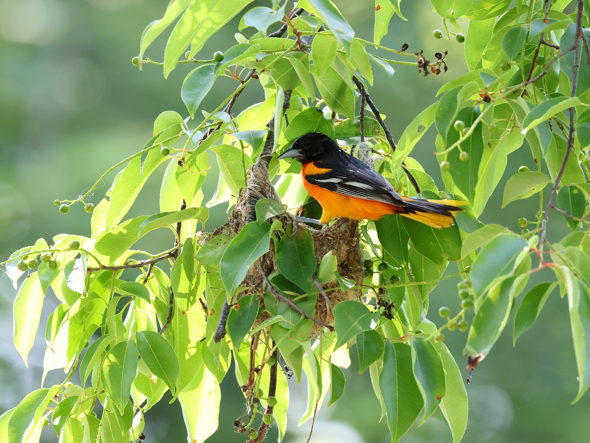 Baltimore Oriole - ML637066220