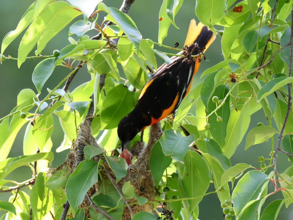Baltimore Oriole - ML637066225