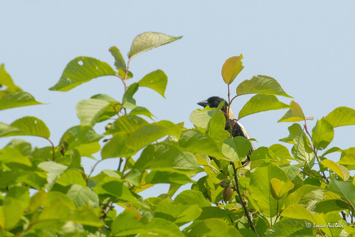 Bobolink - ML637066226