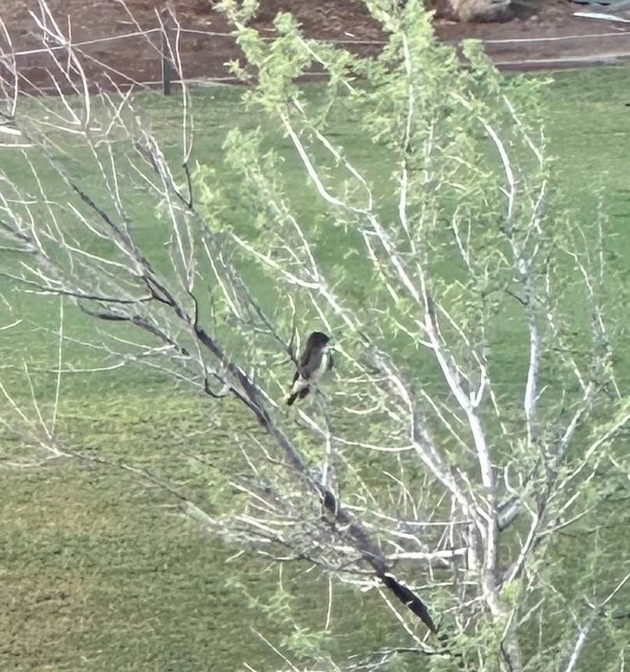 Olive-sided Flycatcher - ML637066228