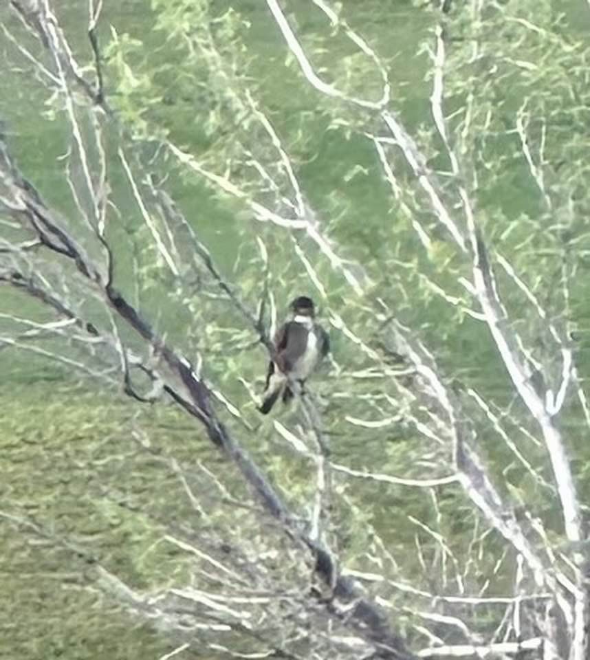 Olive-sided Flycatcher - ML637066229
