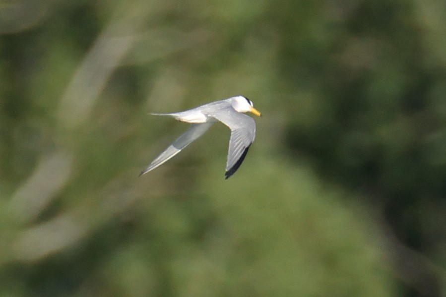 Txenadatxo antillarra - ML637066251