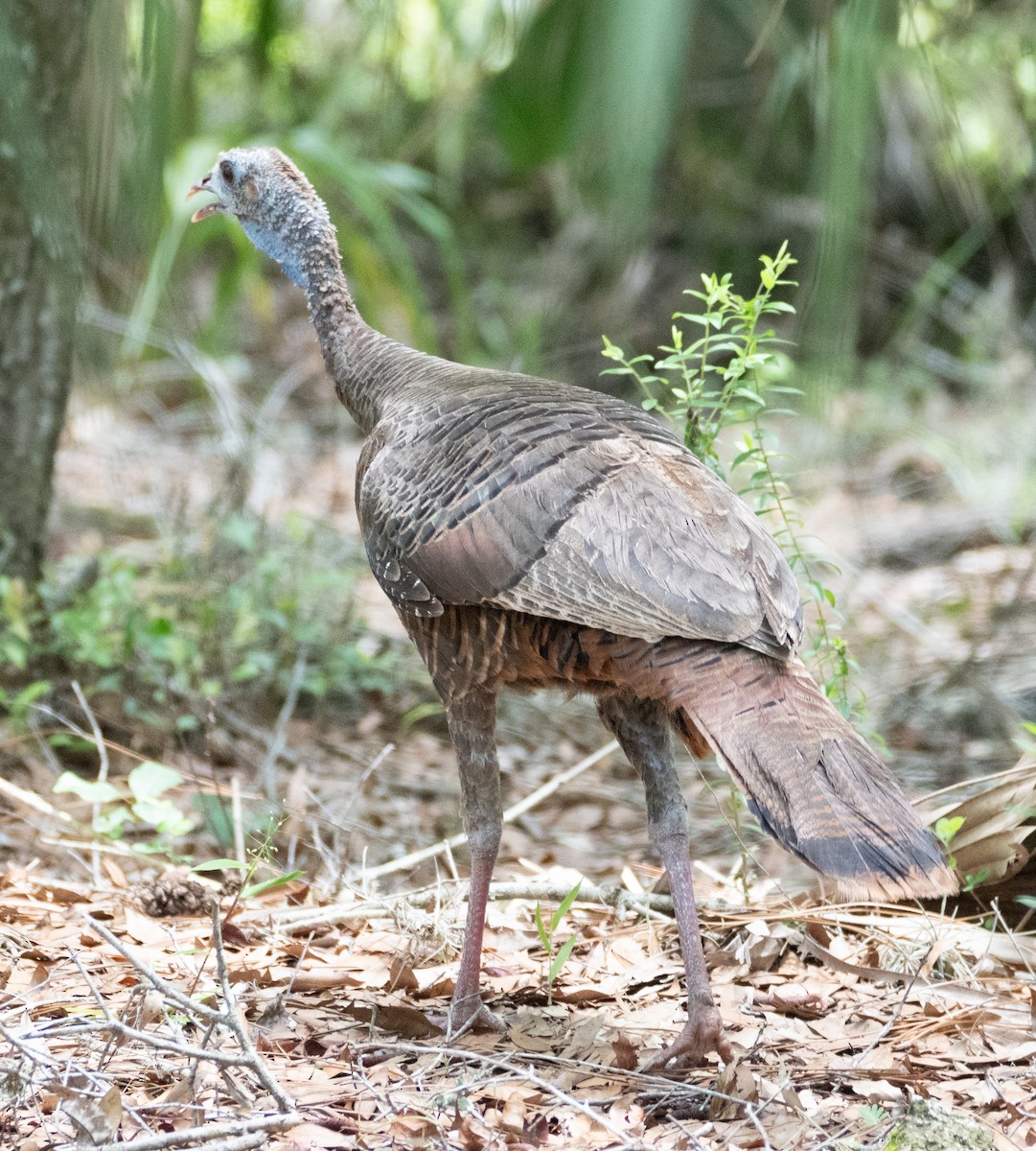 Wild Turkey - ML637066260