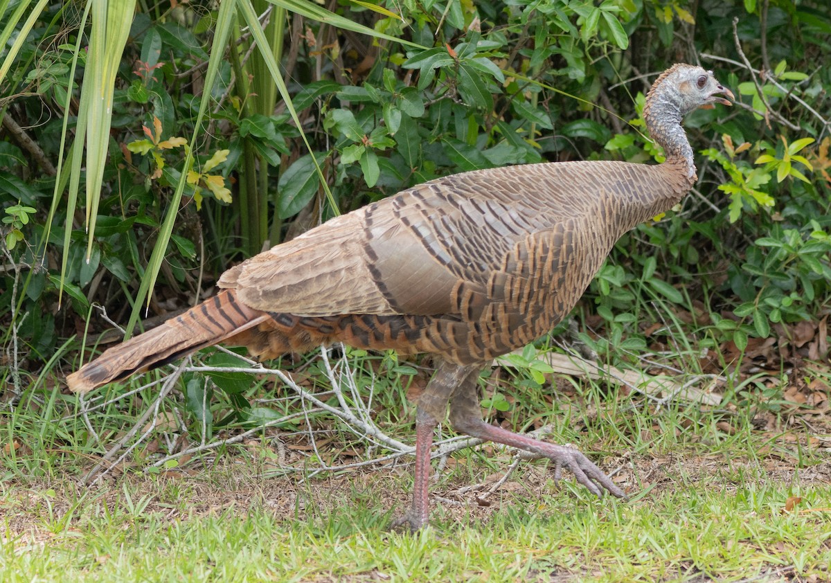 Wild Turkey - ML637066261