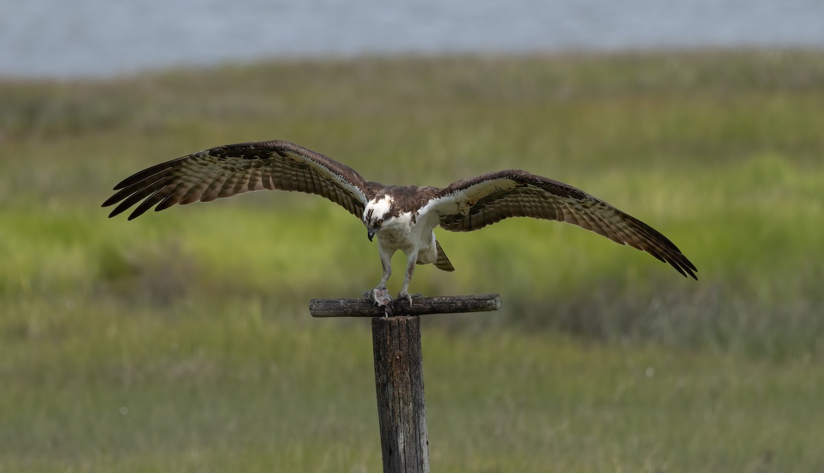 orlovec říční - ML637066266