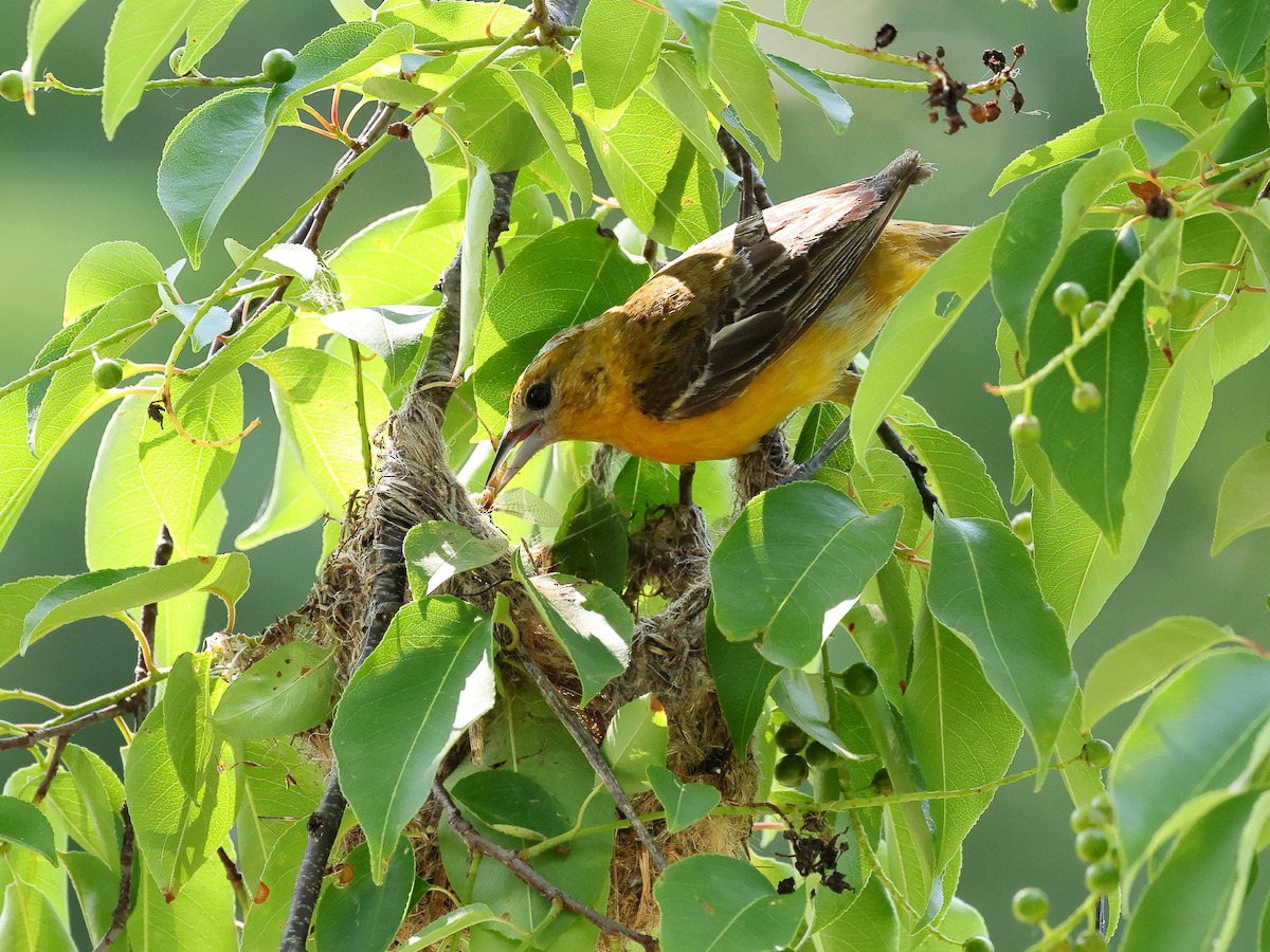 Baltimore Oriole - ML637066271