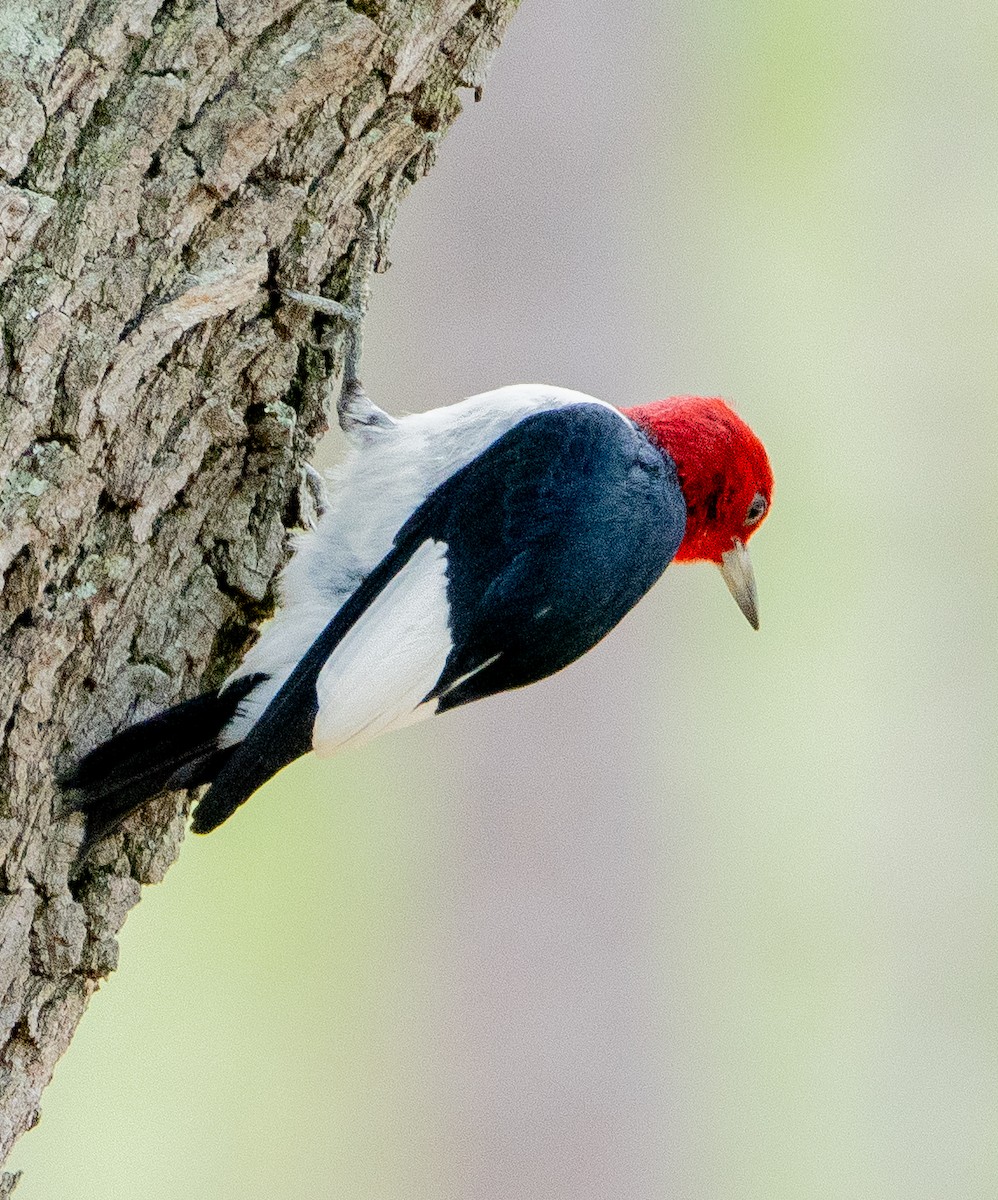 Red-headed Woodpecker - ML637066273