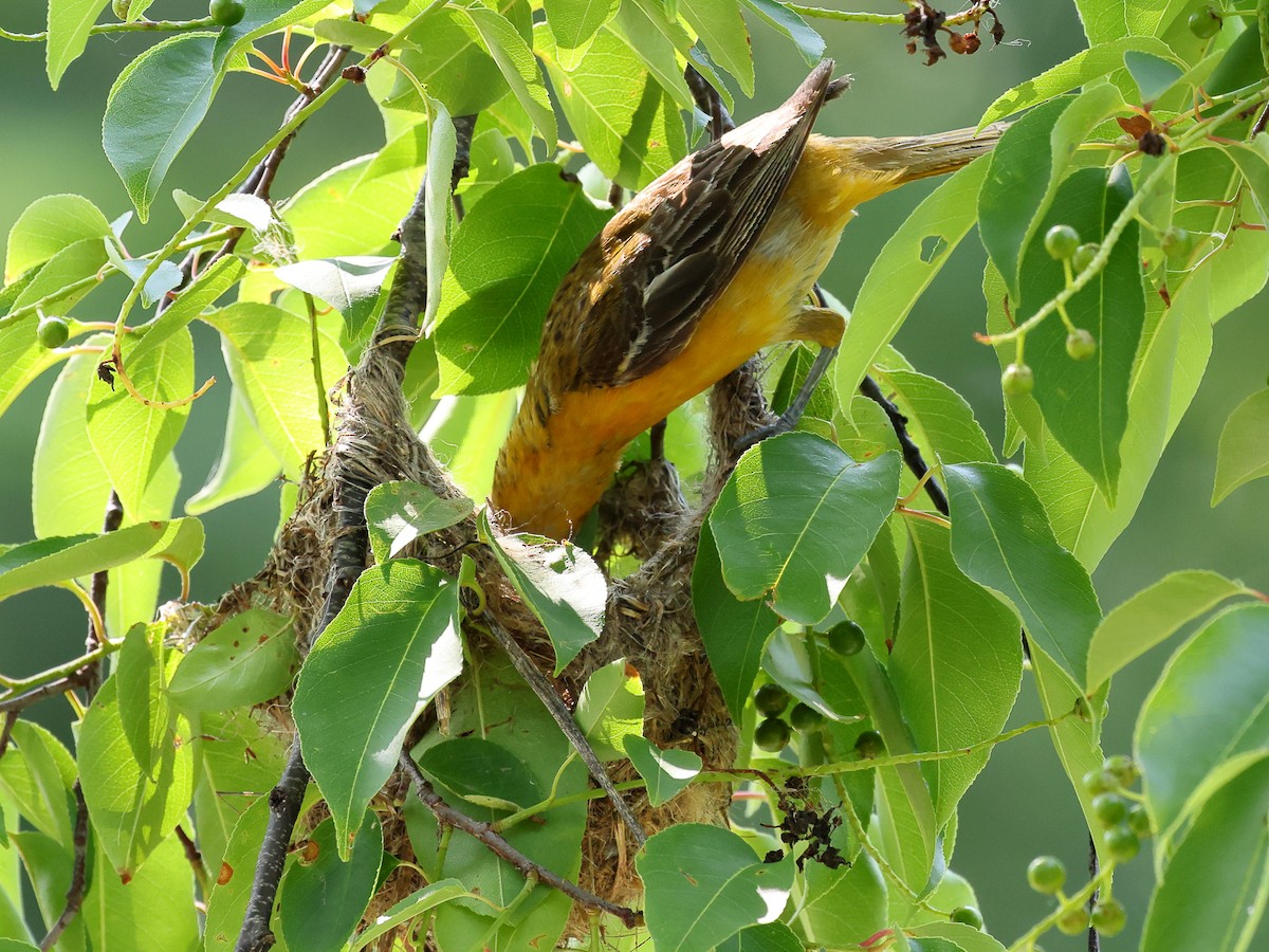 Baltimore Oriole - ML637066276