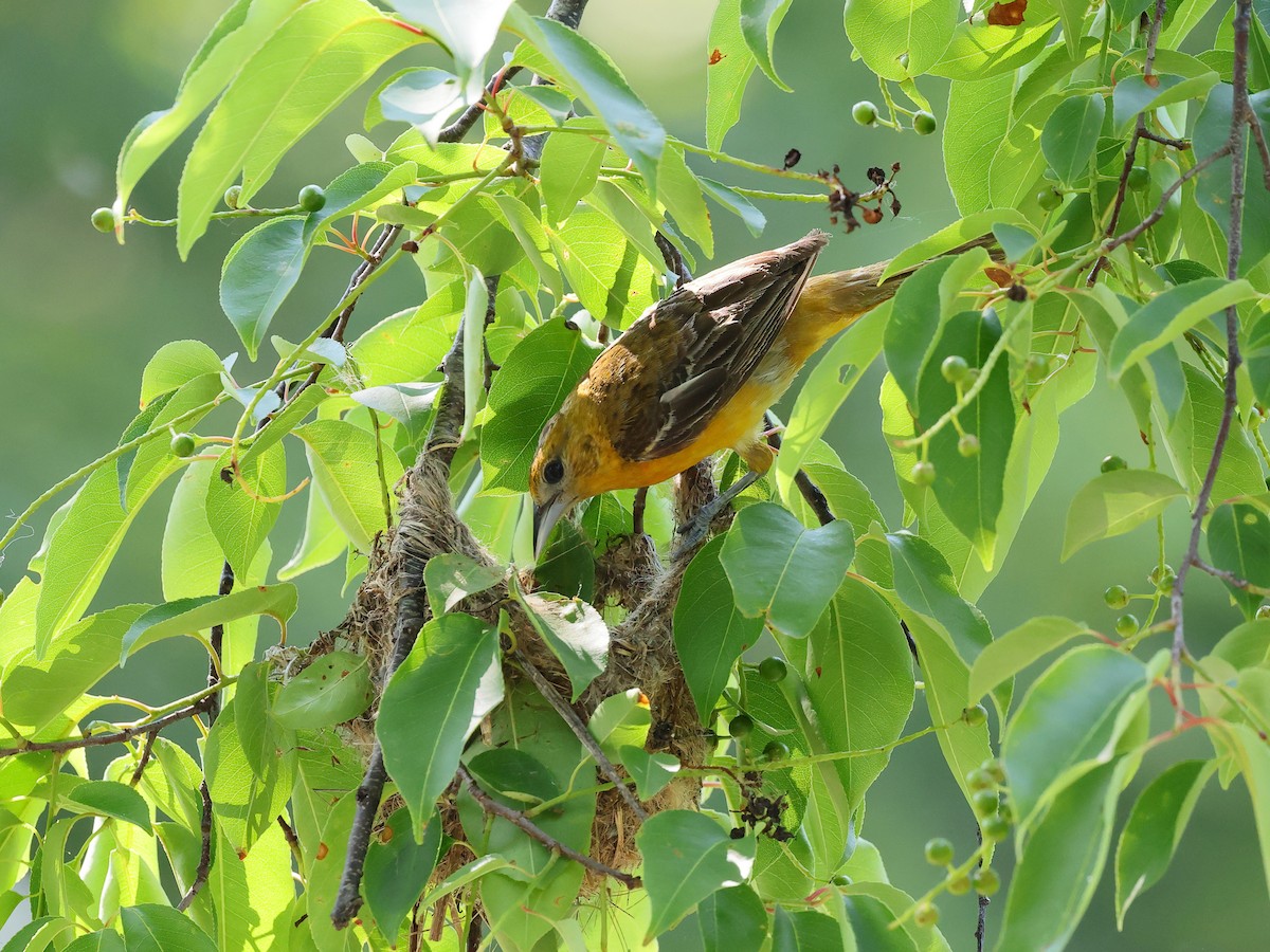 Baltimore Oriole - ML637066281