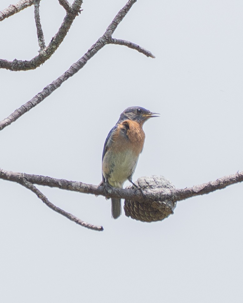 Eastern Bluebird - ML637066285