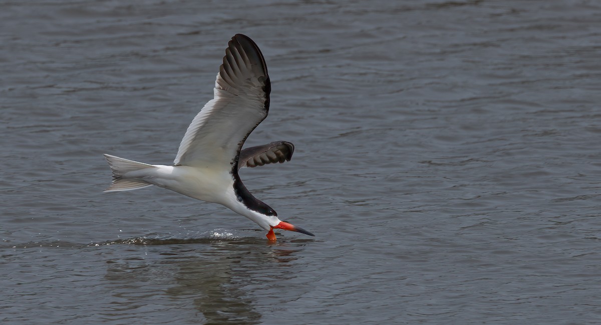 zoboun americký - ML637066287