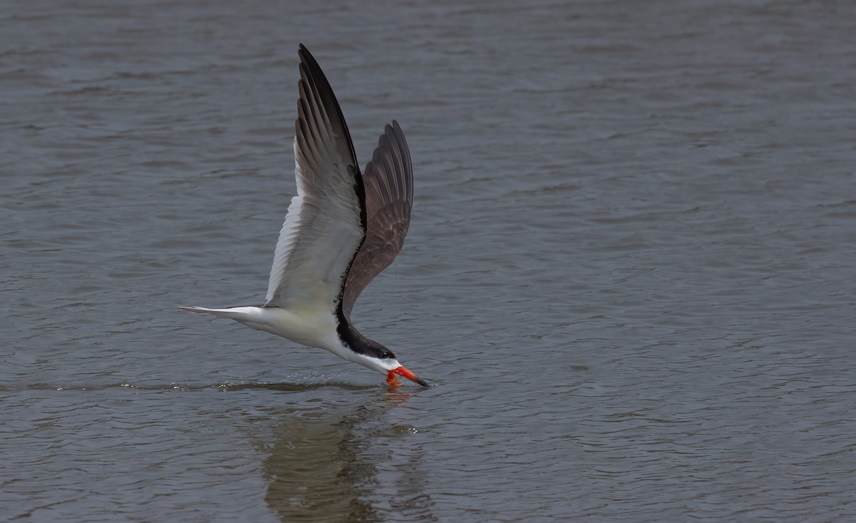 zoboun americký - ML637066288