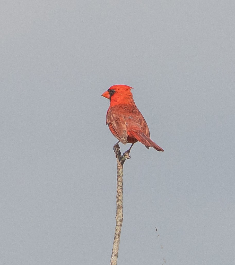 Northern Cardinal - ML637066296