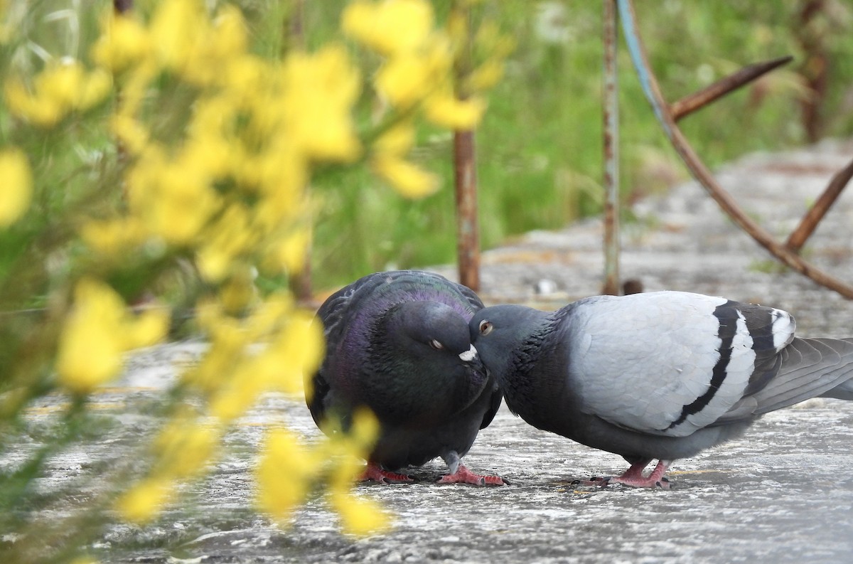 Rock Pigeon (Feral Pigeon) - ML637066299