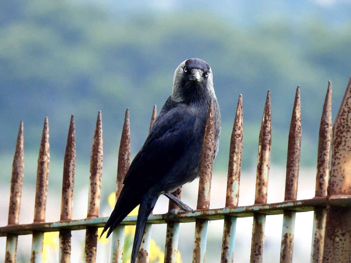 Eurasian Jackdaw - ML637066300