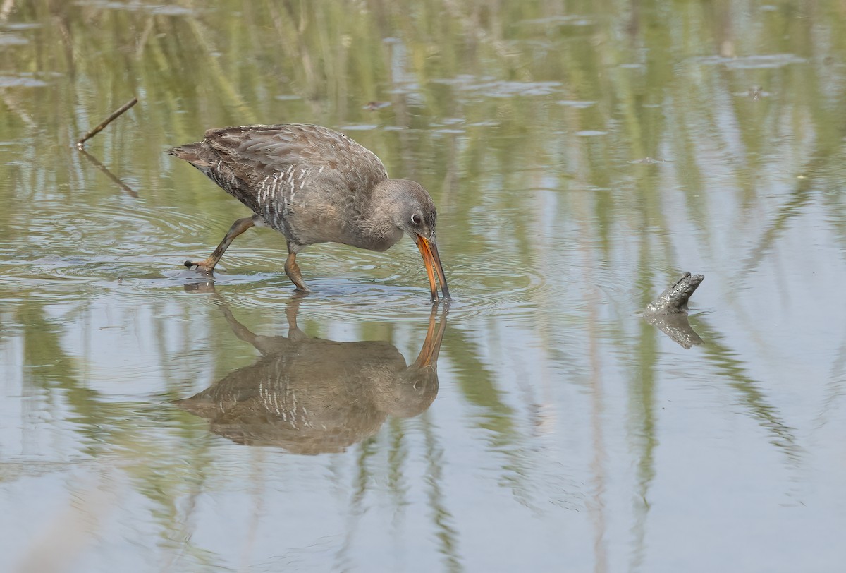 chřástal atlantický - ML637066323