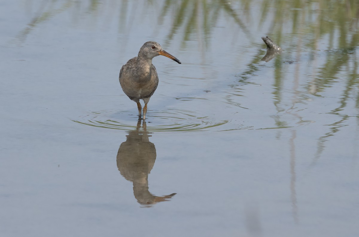 chřástal atlantický - ML637066324