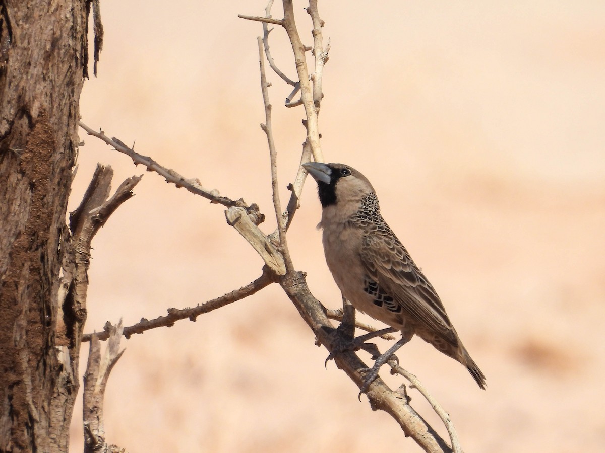 Sociable Weaver - ML637066399