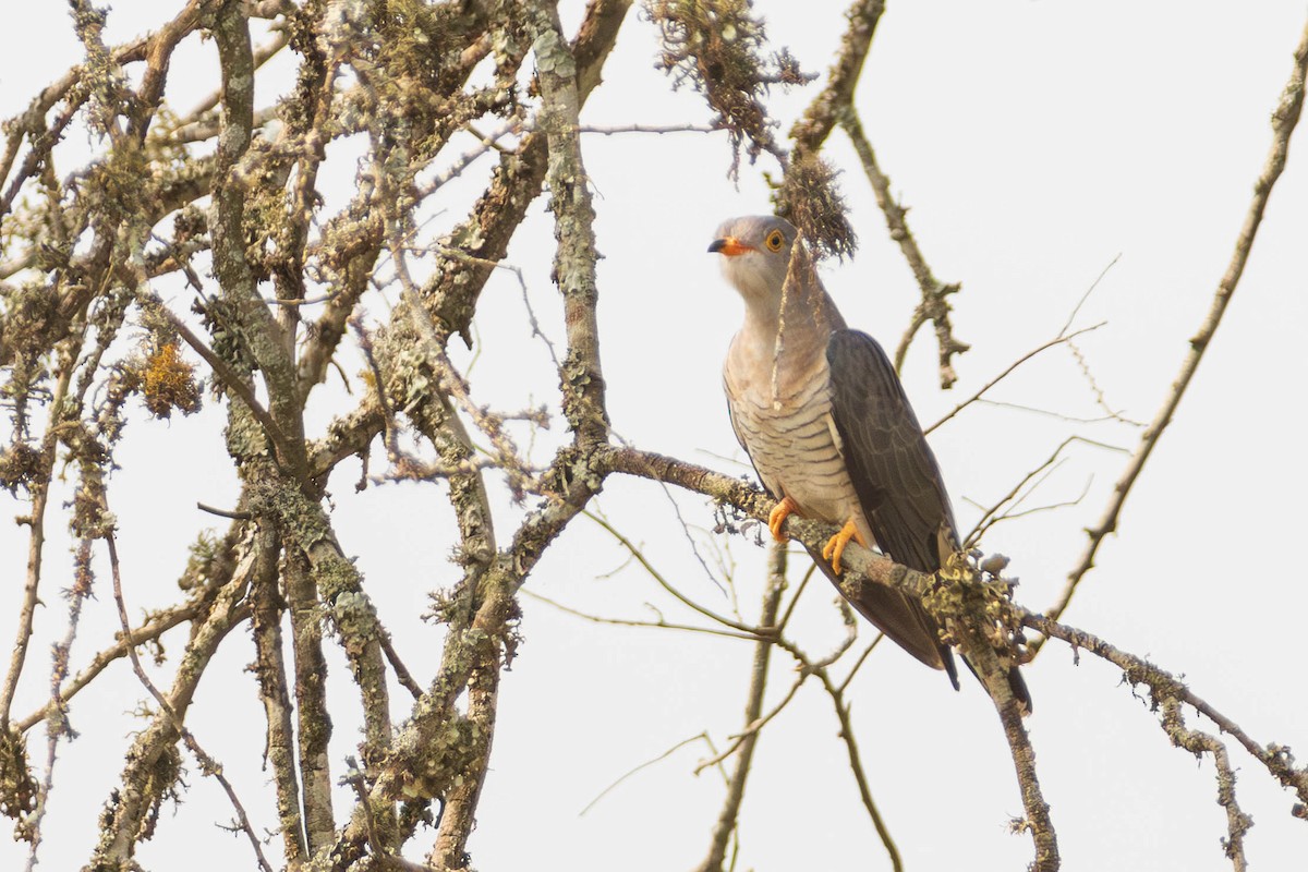 African Cuckoo - ML637066401
