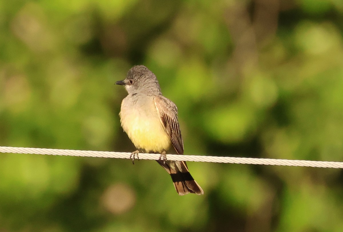 Cassin's Kingbird - ML637066427