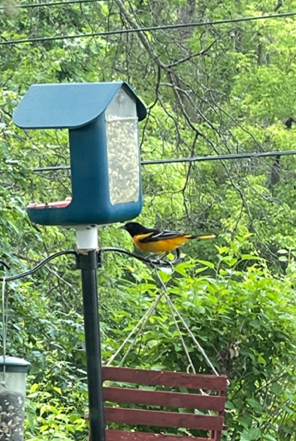 Baltimore Oriole - ML637066574