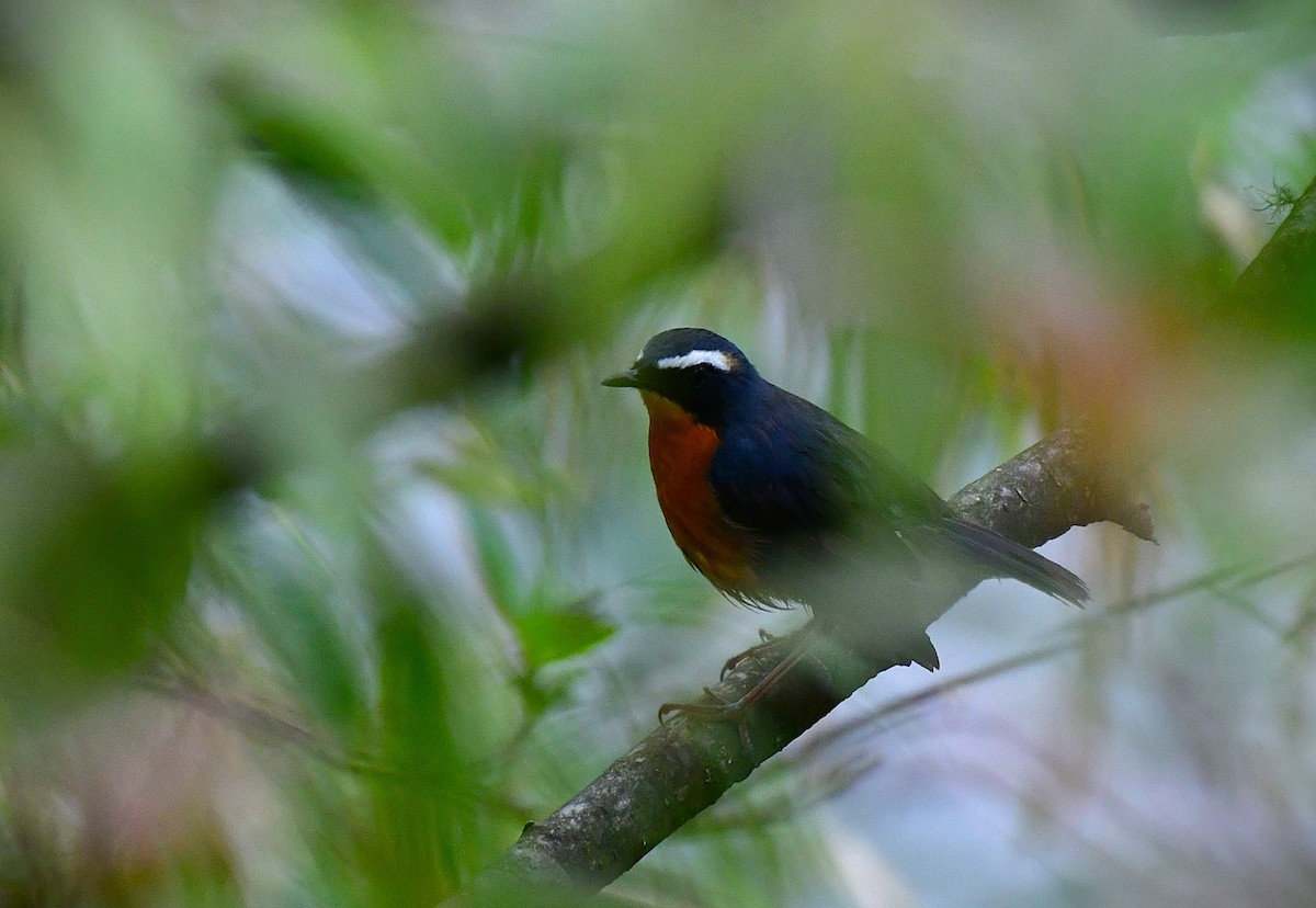 Indian Blue Robin - ML637066575