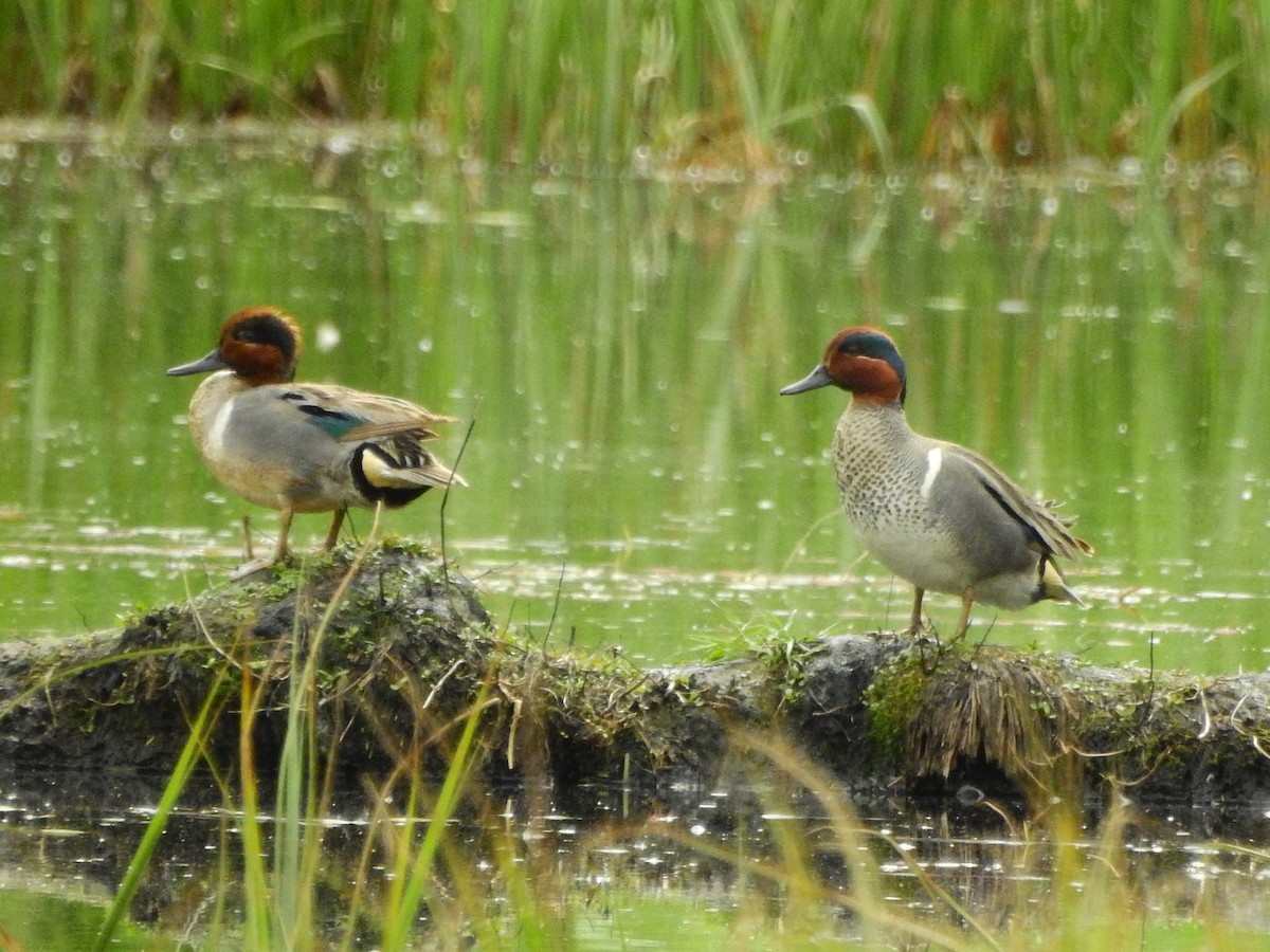 Green-winged Teal - ML637066588
