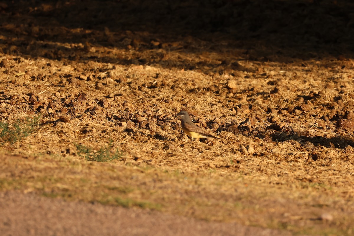 Cassin's Kingbird - ML637066605