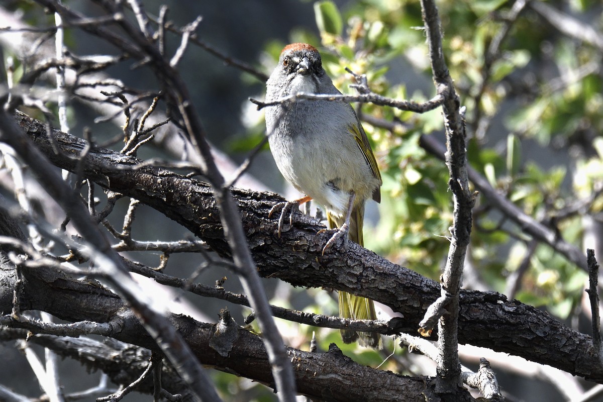 Green-tailed Towhee - ML637066663