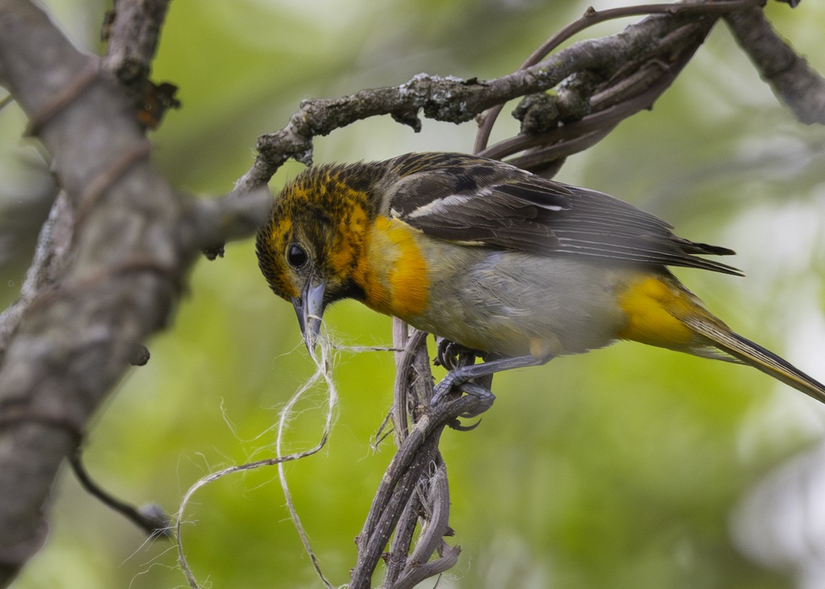 Baltimore Oriole - ML637066768