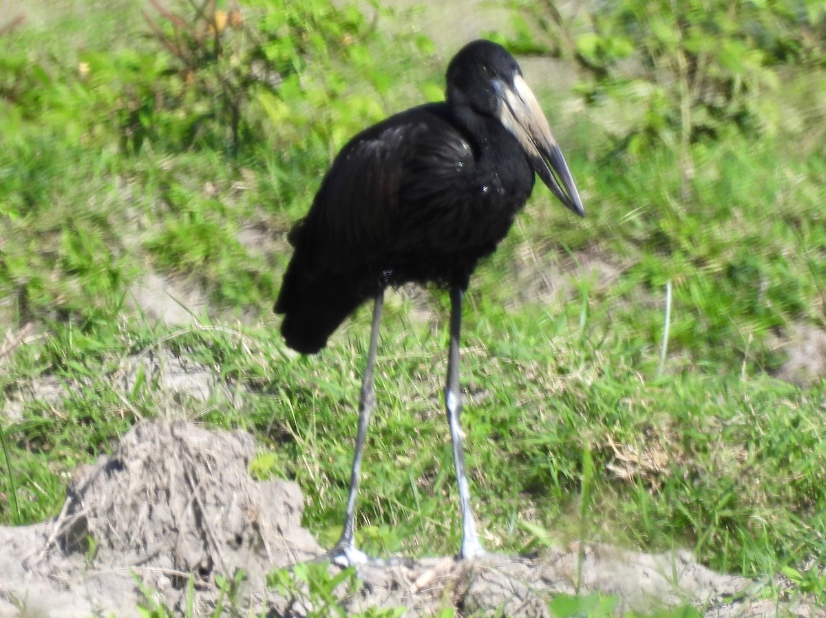 African Openbill - ML637066841