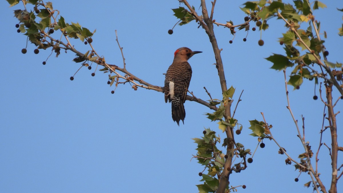 Northern Flicker - ML637066876
