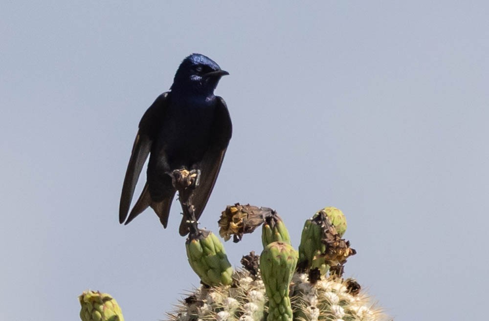 Purple Martin (hesperia) - ML637066969